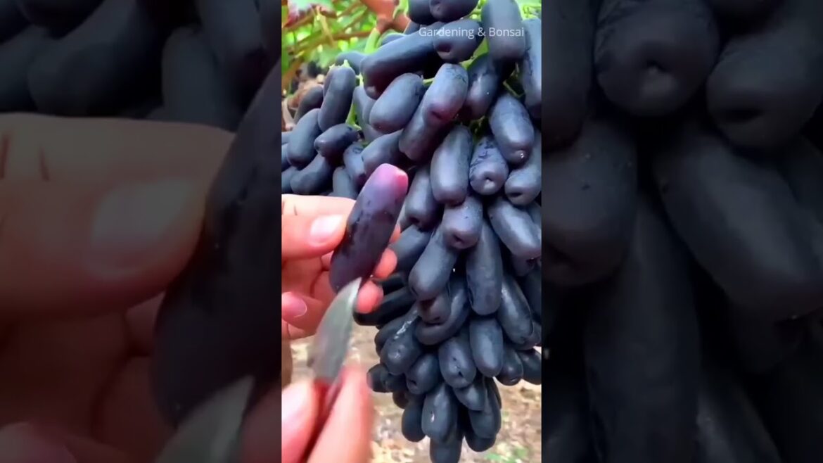 Visit a beautiful Organic Grapes gardening #grepesgardening #beautifulorganic
