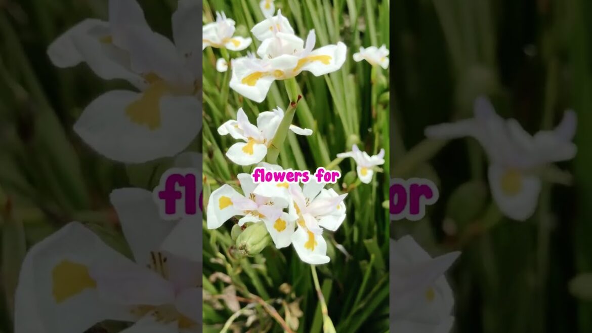Agapanthus VS Dietes!!👀✨ Part 1 Agapanthus VS Dietes!!👀✨ Part 1