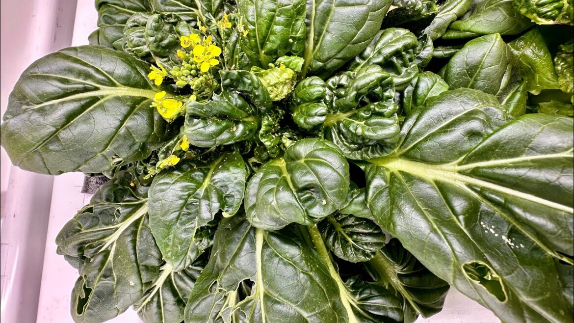 Hydroponic garage garden - Tips & traps