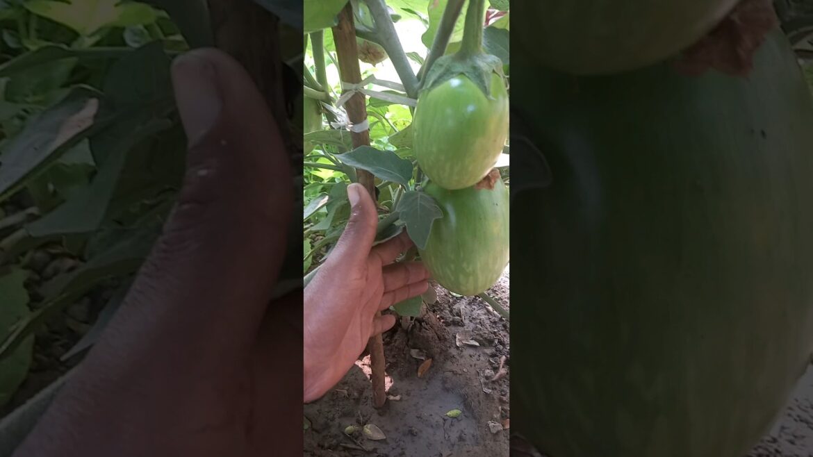 आज हमने बैंगन तोड़े| harvest my brinjal vegetable#youtubeshorts #vegetable #gardening #viralvideo