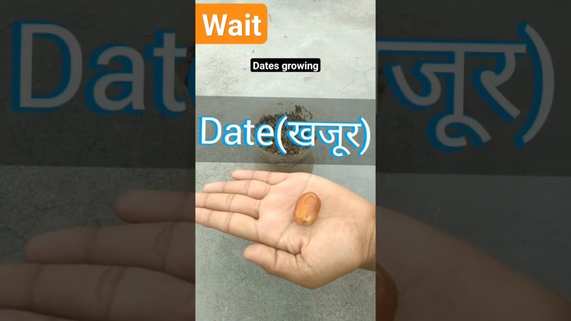 Dates (ΰ€ΰ€ΰ₯ΰ€°)π΄π΄ plant π± container gardening π₯π₯ #shorts #trendingvideo ππ Dates (ΰ€ΰ€ΰ₯ΰ€°)π΄π΄ plant π± container gardening π₯π₯ #shorts #trendingvideo ππ