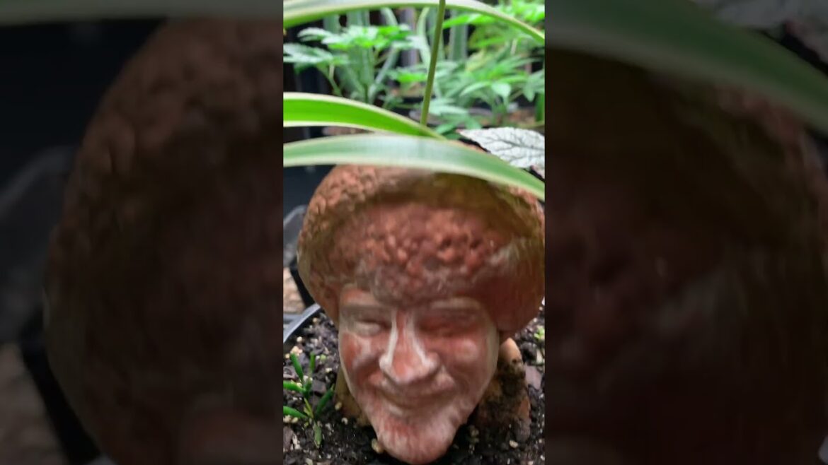 Happy little plant in an #BobRoss container #gardening #seedling #plants #grow