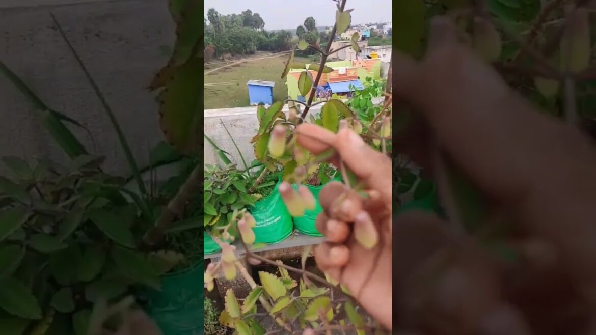 Health benefits of Rana kalli|Home gardening|Shorts feed| Trending shorts