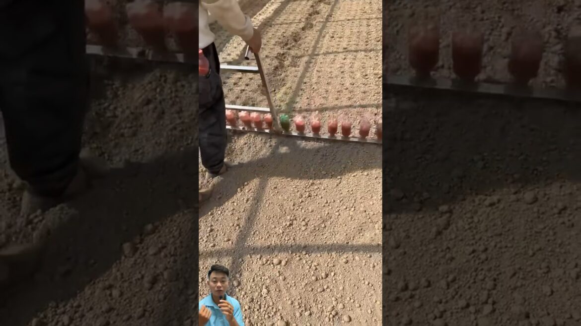 Mẹo gieo hath giống nhanh #fruit #agriculture #vegetable #gardening