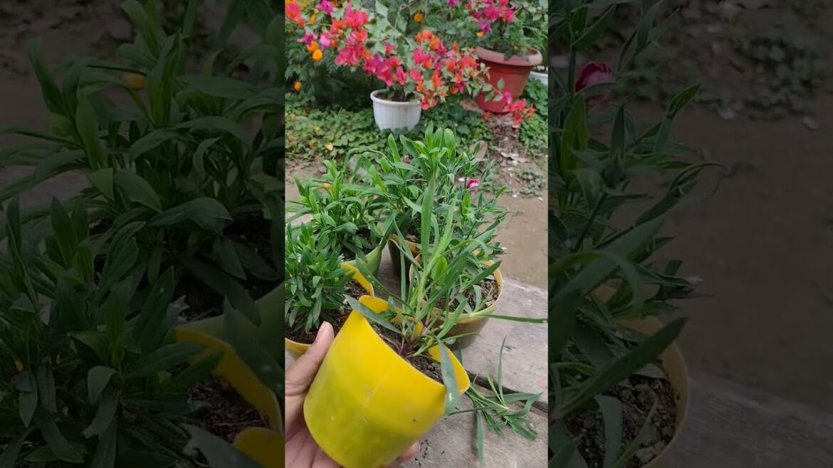 dianthus flower #plants #gardening secrets #gardening advice #tips #gardening tips #gardening ideas