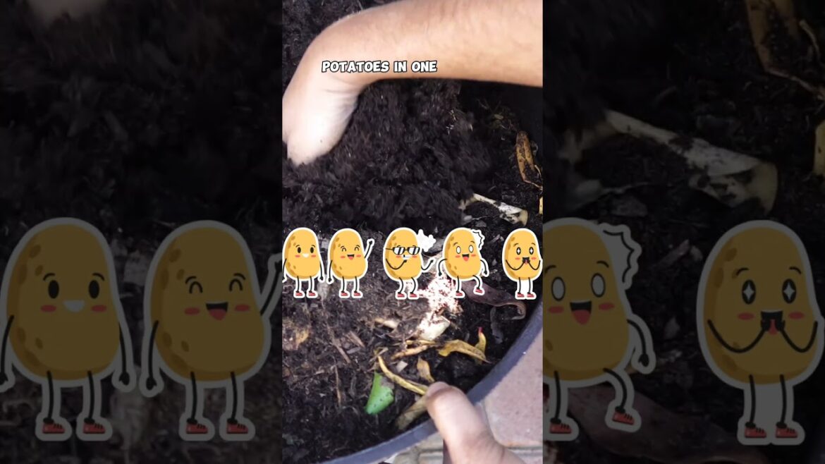 Potatoes in Pots: Container Gardening! 🥔🌱 #Shorts