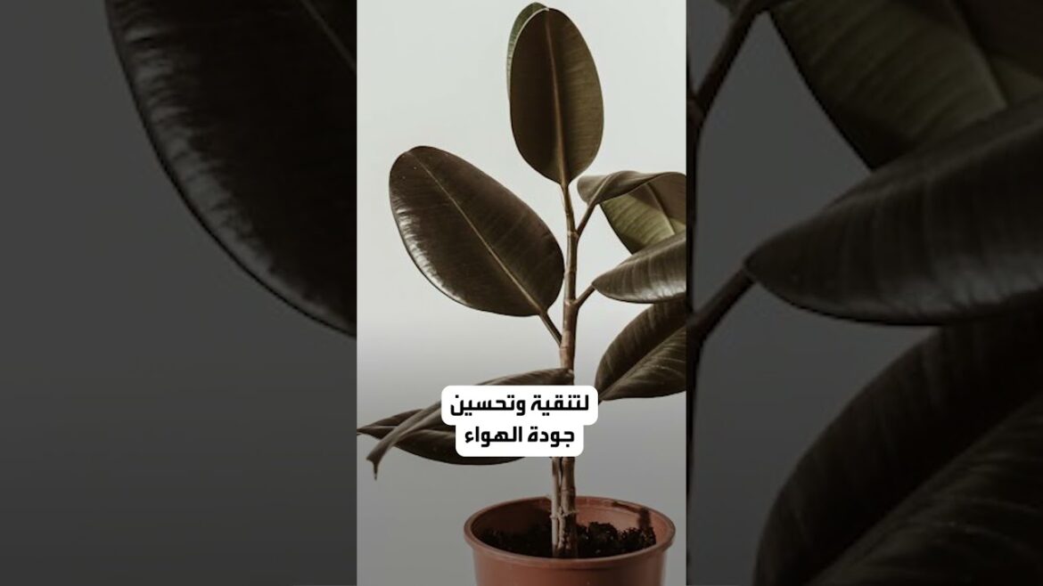 تعرفي على أفضل النباتات الداخلية التي تزيد من جمال منزلك  وتحسن مزاجك