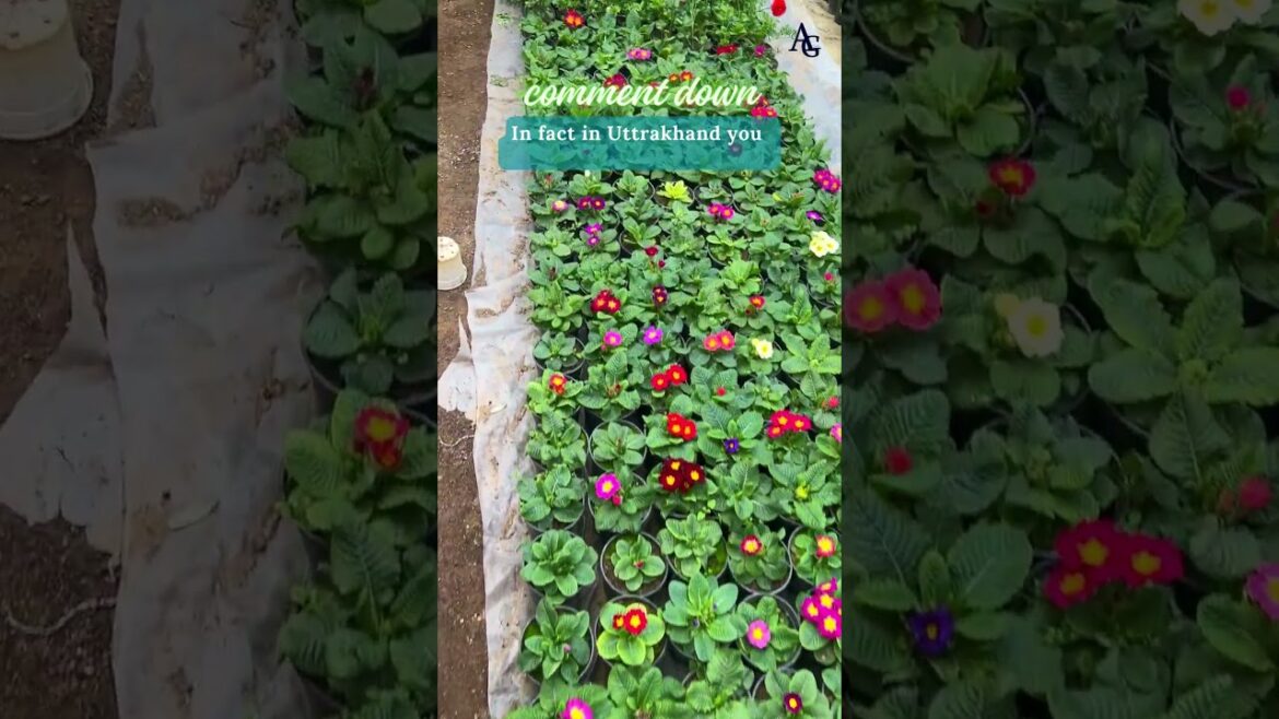 EDIBLE FLOWERS IN INDIA #AG #avowalgreens #niharikarajput #vasujain #travel #sustainability #health EDIBLE FLOWERS IN INDIA #AG #avowalgreens #niharikarajput #vasujain #travel #sustainability #health
