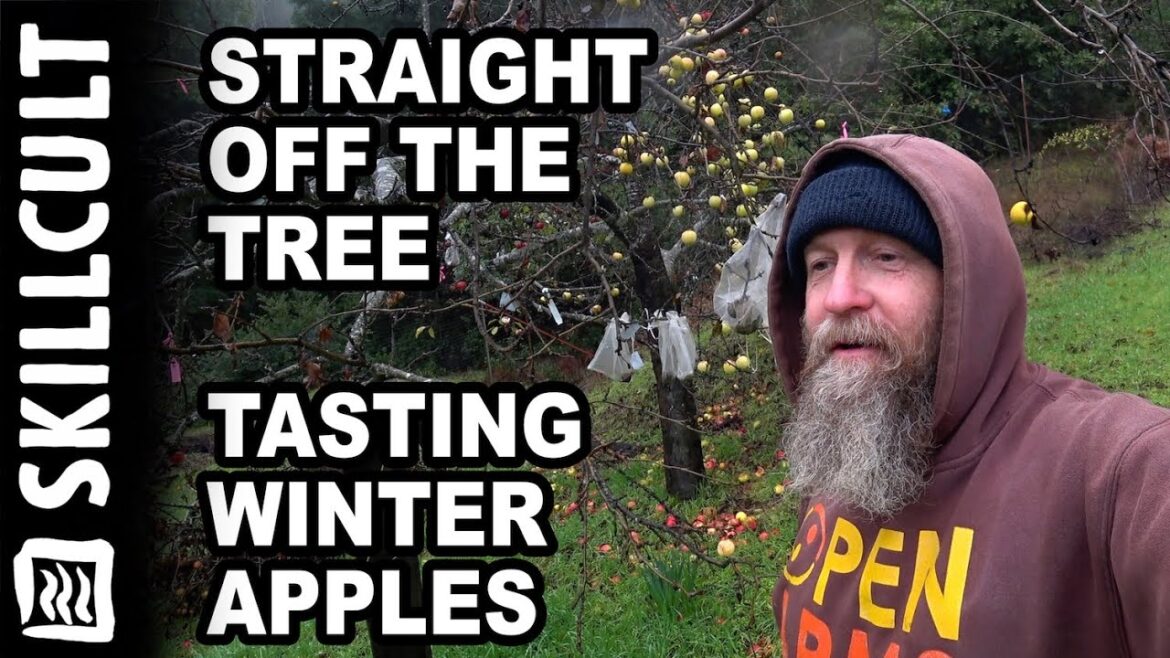 Still on The Trees in January, Awesomeness of Late Hanging Apples Still on The Trees in January, Awesomeness of Late Hanging Apples