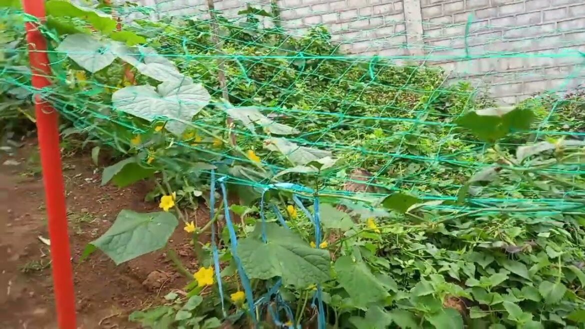 MY BACKYARD  GARDEN #garden
