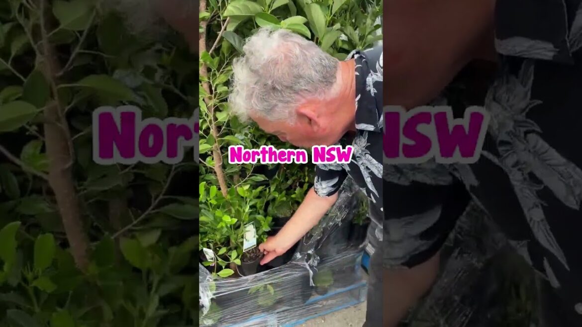 Fresh Beautiful Stock from NSW!😍🇦🇺🌱