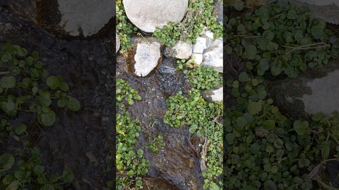 Fresh vegetables acroos spring break|Enjoy beautiful nature with rural life|#shortsfeed #shorts