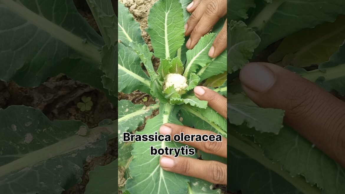 Cauliflower botanical name | Scientific name of cauliflower and family name#horticulture #shorts#yt
