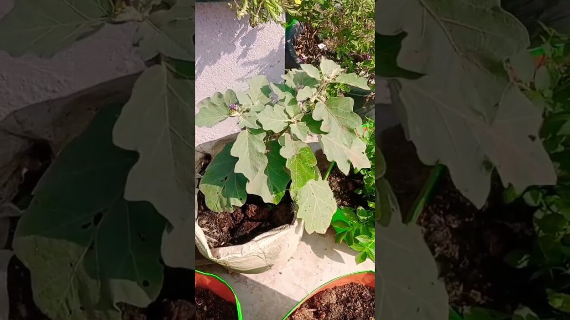 winter terrace view #gardendesign #gardening #mysmallterracegarden #plants #garden #myterracegarden