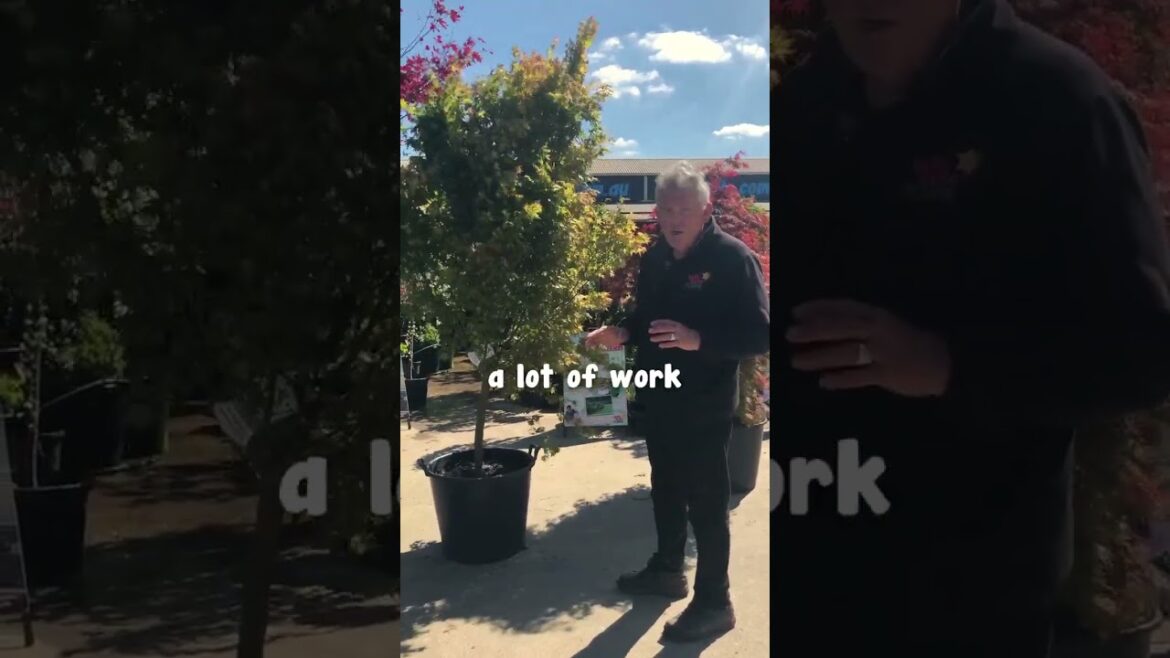 Japanese Maple that everybody can afford!🍁❤️ Japanese Maple that everybody can afford!🍁❤️