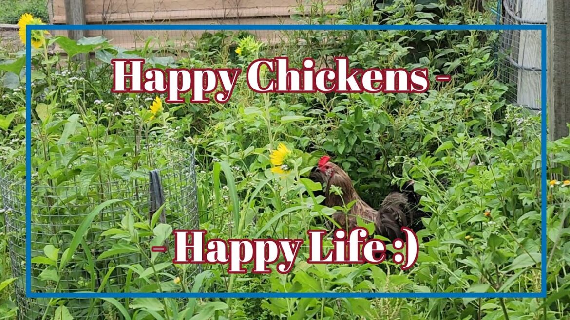 Chickens in Their Paradise - Until They Eat it Empty #chickens #selfsufficient