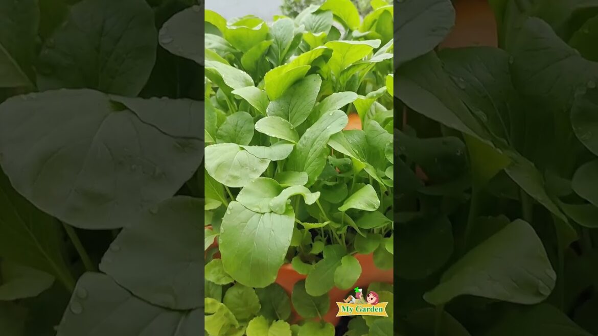 Tips with fresh vegetable growing towers I My Garden #tips #shorts #trending Tips with fresh vegetable growing towers I My Garden #tips #shorts #trending