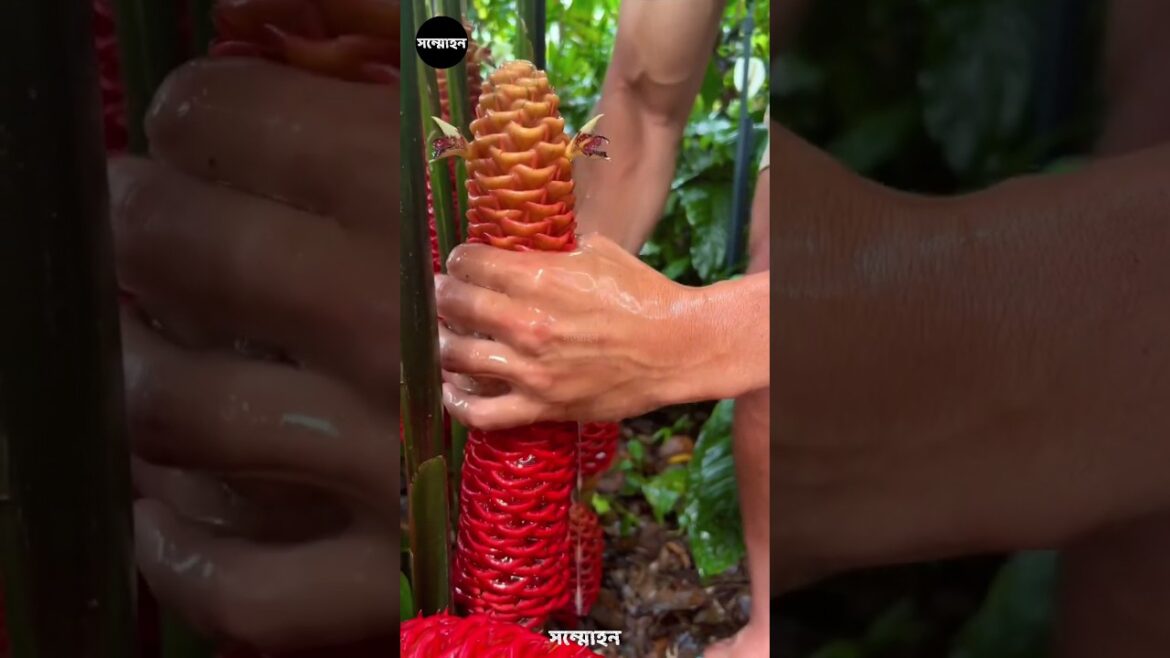 শ্যাম্পু গাছ | Shampoo ginger a very useful plant | sommohon | সম্মোহন #amazingfacts শ্যাম্পু গাছ | Shampoo ginger a very useful plant | sommohon | সম্মোহন #amazingfacts