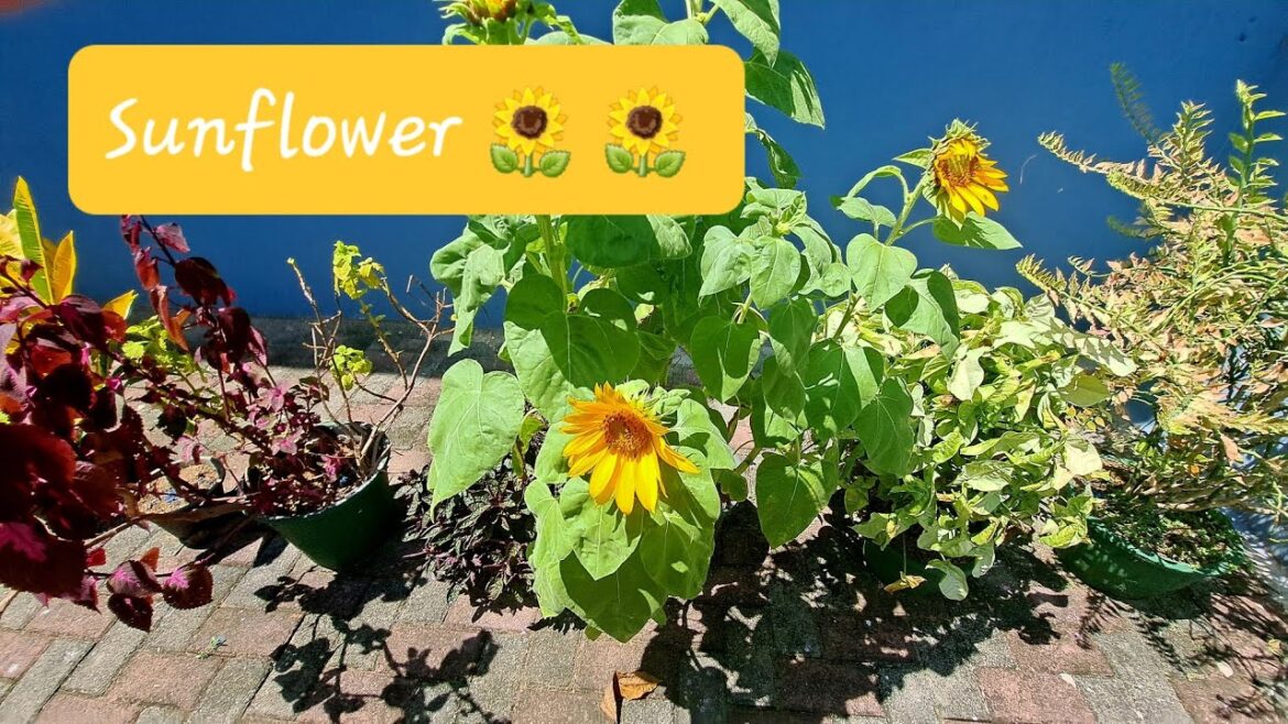 Beautiful Blossoms || #Sunflower Beautiful Blossoms || #Sunflower