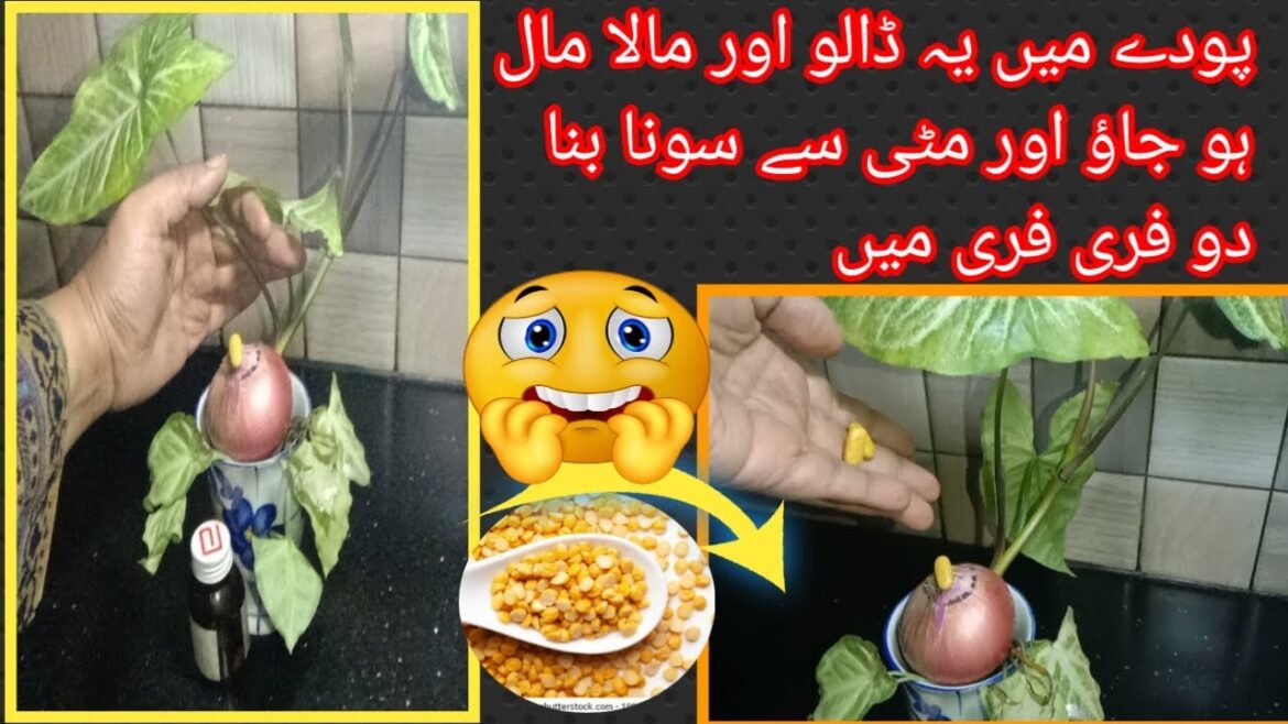 how to repair damage plants | Best home & gardening tips and trick | plants hacks & tips how to repair damage plants | Best home & gardening tips and trick | plants hacks & tips