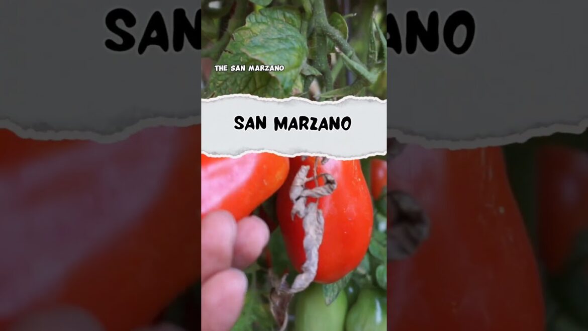 California Gardening: Heirloom Tomatoes: Grow & Enjoy! π
π± #Shorts Heirloom Tomatoes: Grow & Enjoy! π
π± #Shorts