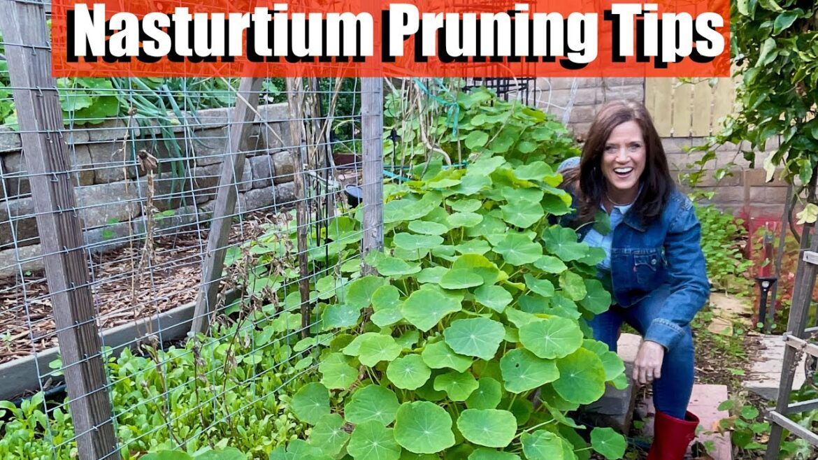 CaliKim: Taming Nasturtiums: Quick, Easy Pruning Tips for a Controlled Garden Taming Nasturtiums: Quick, Easy Pruning Tips for a Controlled Garden