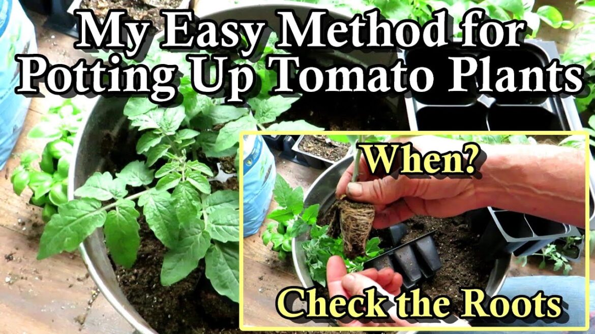 Gary Pilarchik: When & How to Pot-Up Tomato Seed Starts or Transplants: The Simple Quick Basics When & How to Pot-Up Tomato Seed Starts or Transplants: The Simple Quick Basics