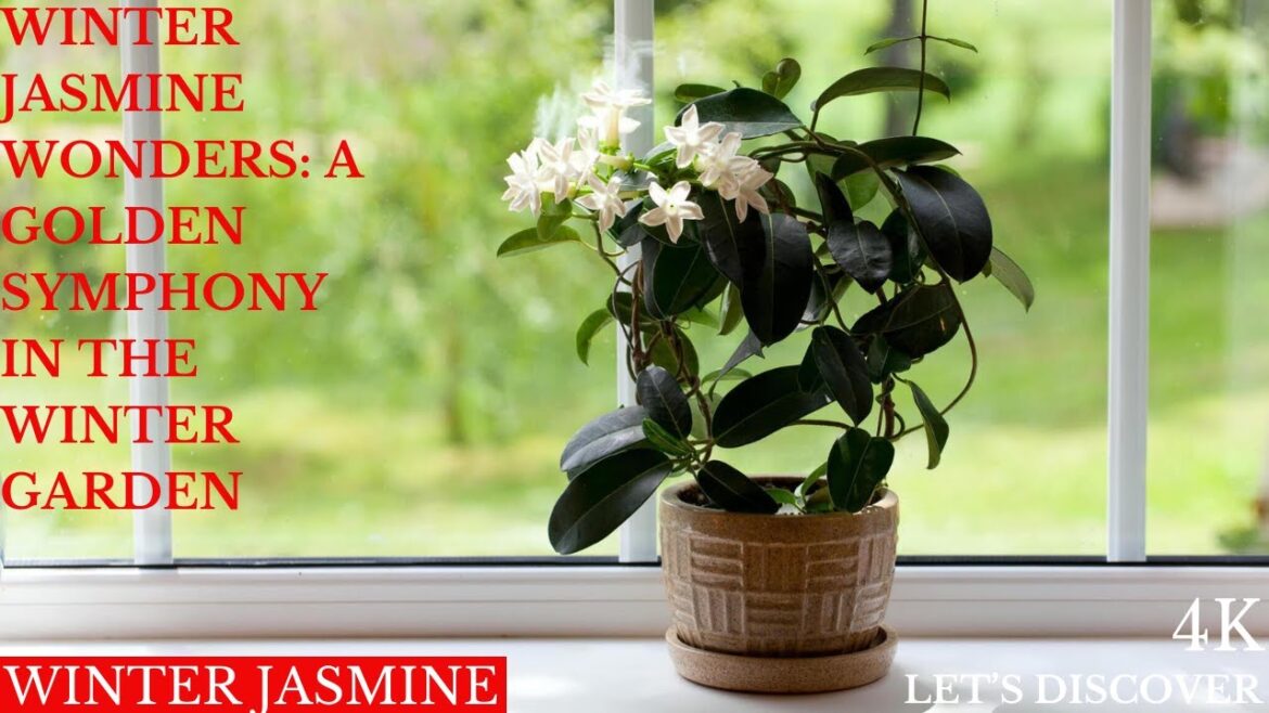 Winter Jasmine Wonders: A Golden Symphony in the Winter Garden” Winter Jasmine Wonders: A Golden Symphony in the Winter Garden"