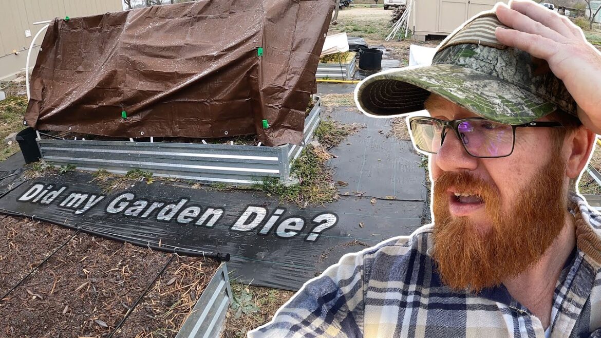 The Aftermath of the Hard Freeze The Aftermath of the Hard Freeze