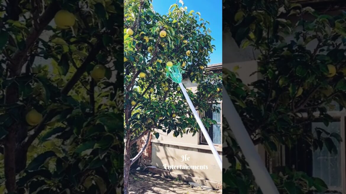 മാങ്ങ പറിക്കാൻ ഒരു #simple #idea New tool for gardeners #viral #funny #shorts #foryou മാങ്ങ പറിക്കാൻ ഒരു #simple #idea New tool for gardeners #viral #funny #shorts #foryou