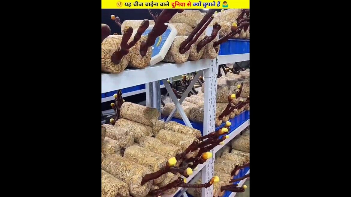 🤷‍♂️इस चीज को दुनिया से छुपा कर रखते हैं चीन वाले🤨 ll #shortvideo ll #facts ll #trend ll@The_Fact