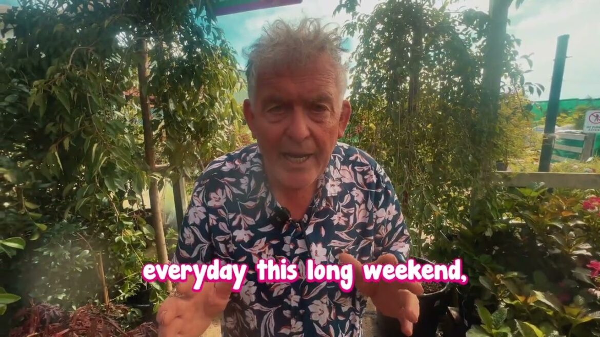 Hello Hello Open ALL Australian Day Long Weekend! Hello Hello Open ALL Australian Day Long Weekend!