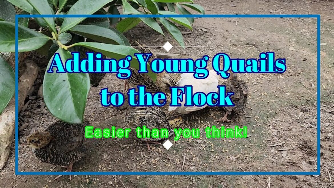 How to Add Young Quails to the Existing Flock in 3 Simple Steps How to Add Young Quails to the Existing Flock in 3 Simple Steps