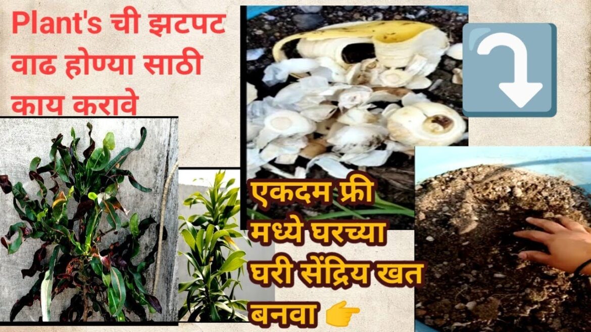 Gardening ideas for home #Gardening ideas for home plastic pots#Organic fertilizer for plants