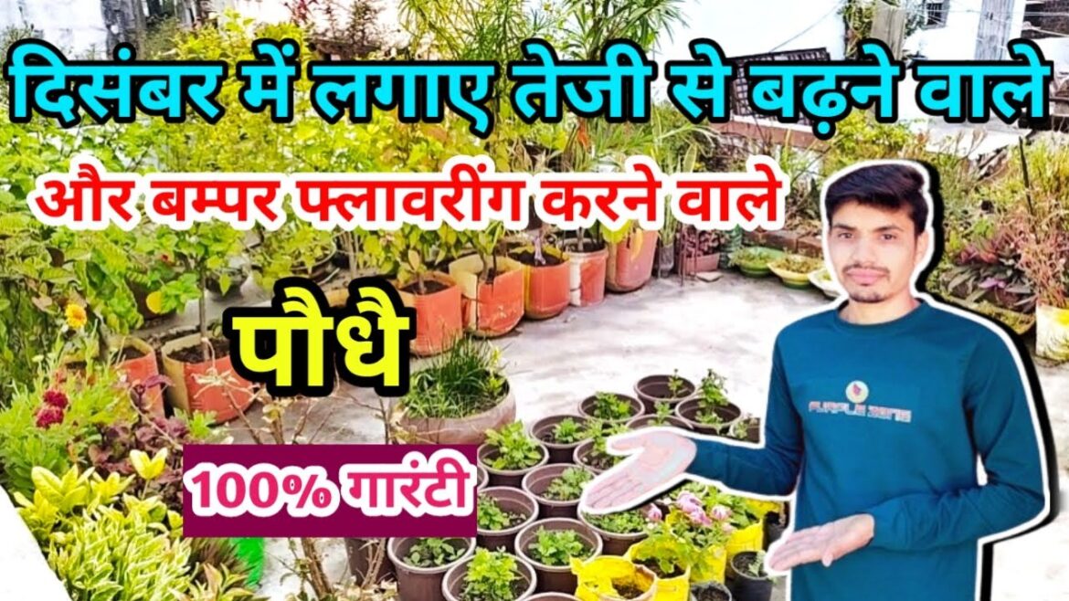 दिसंबर में लगाऐ तेजी से बढ़ाने वाले और बंपर फ्लोरिंग करने वाले पौधे@amantarracegarden दिसंबर में लगाऐ तेजी से बढ़ाने वाले और बंपर फ्लोरिंग करने वाले पौधे@amantarracegarden
