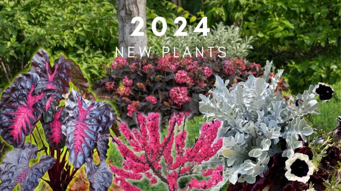 Great new plants for your garden Great new plants for your garden