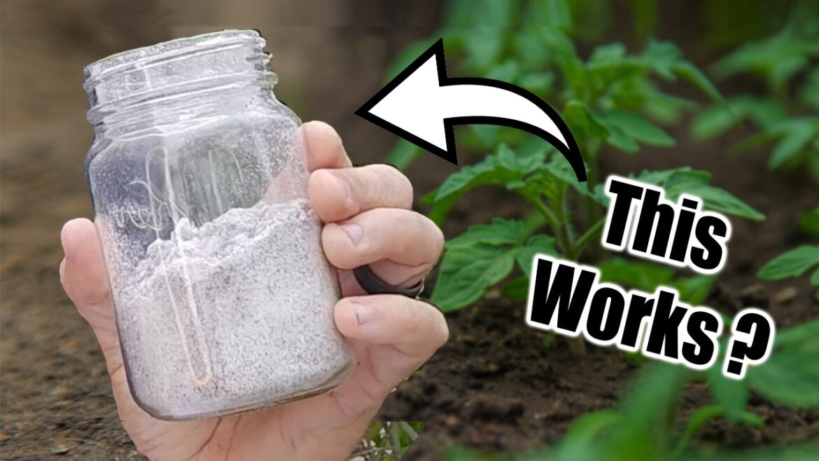California Garden TV: THIS Happens When You Use WOOD ASH & BIOCHAR in the Garden THIS Happens When You Use WOOD ASH & BIOCHAR in the Garden
