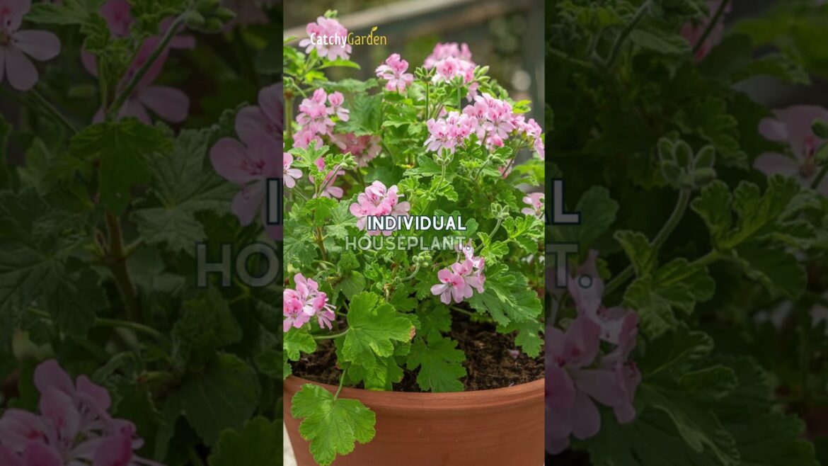 Top 5 Scented Geraniums for Stunning Flowerbeds 🌺🌸 // #shorts  #gardening