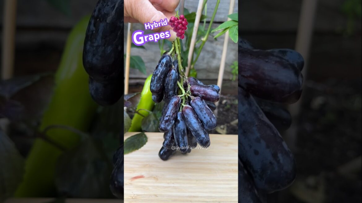 Witch Finger GRAPES πππ± #shorts #satisfying #fruitcutting #fruit #fpyγ· #grape Witch Finger GRAPES πππ± #shorts #satisfying #fruitcutting #fruit #fpyγ· #grape