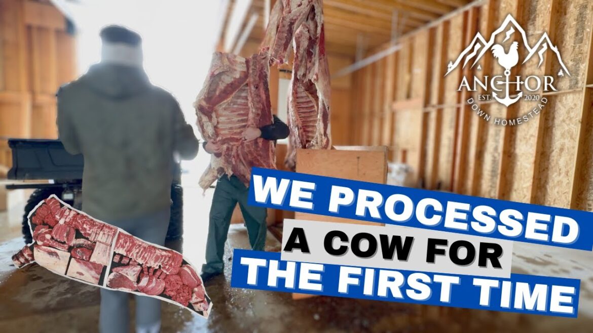 First Time Processing A Cow: AnchorDownHomestead First Time Processing A Cow: AnchorDownHomestead
