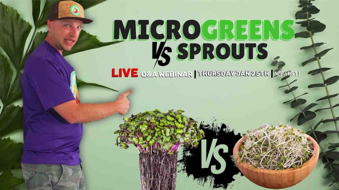 Microgreens VS Sprouts π±π Microgreens VS Sprouts π±π