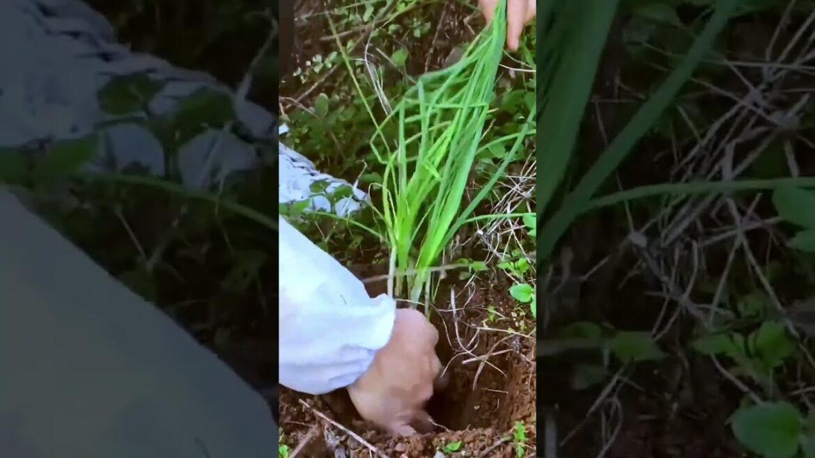 My life part of growing garden and vegetable #diygarden #vegetable