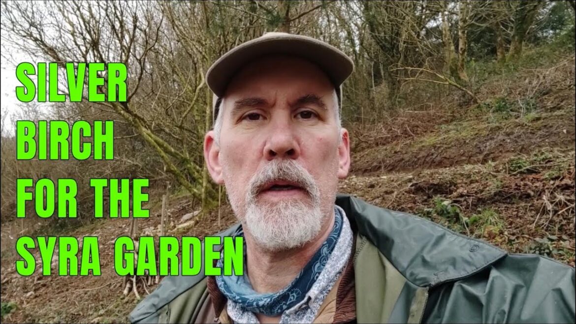 Planting Silver Birch at the Syra garden