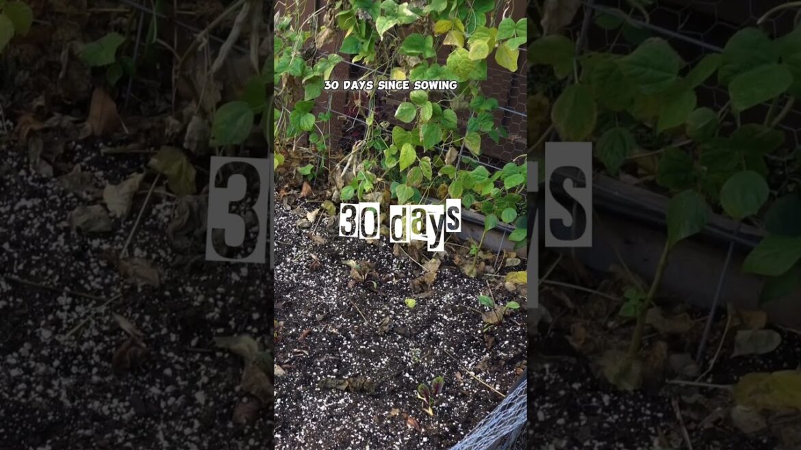 Red Baron Beets: Garden to Table! 🌿🍽️ #Shorts