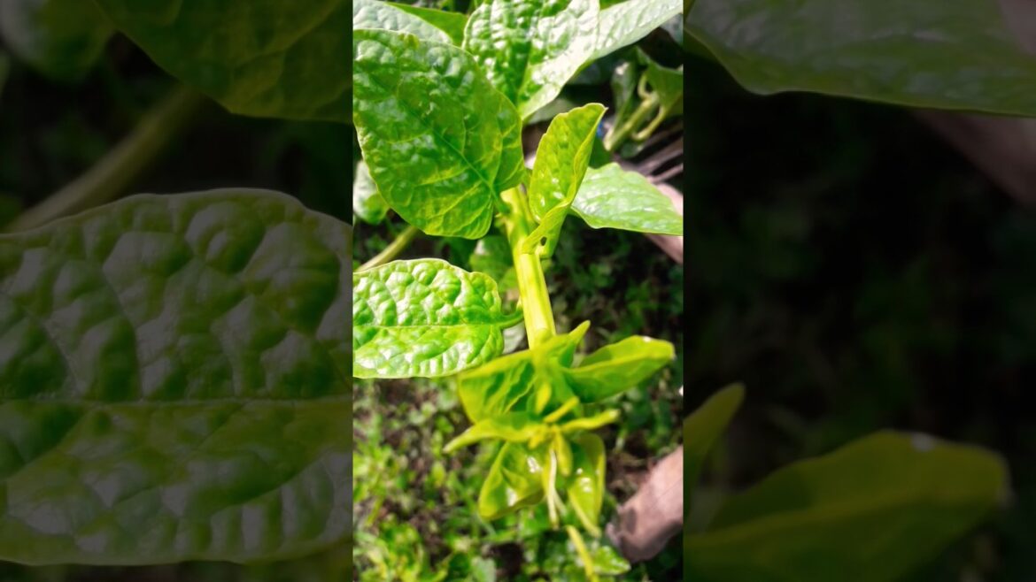 আমার বাড়ির পুঁইশাক গাছ|Malabar Spinach#Vegetable#Gardening#Shorts#Youtubeshorts