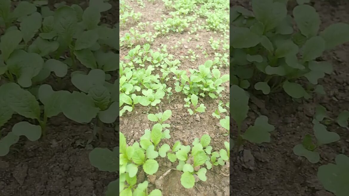 |organic garden tips | how does organic farming work  |@achilles1472 |viralshorts