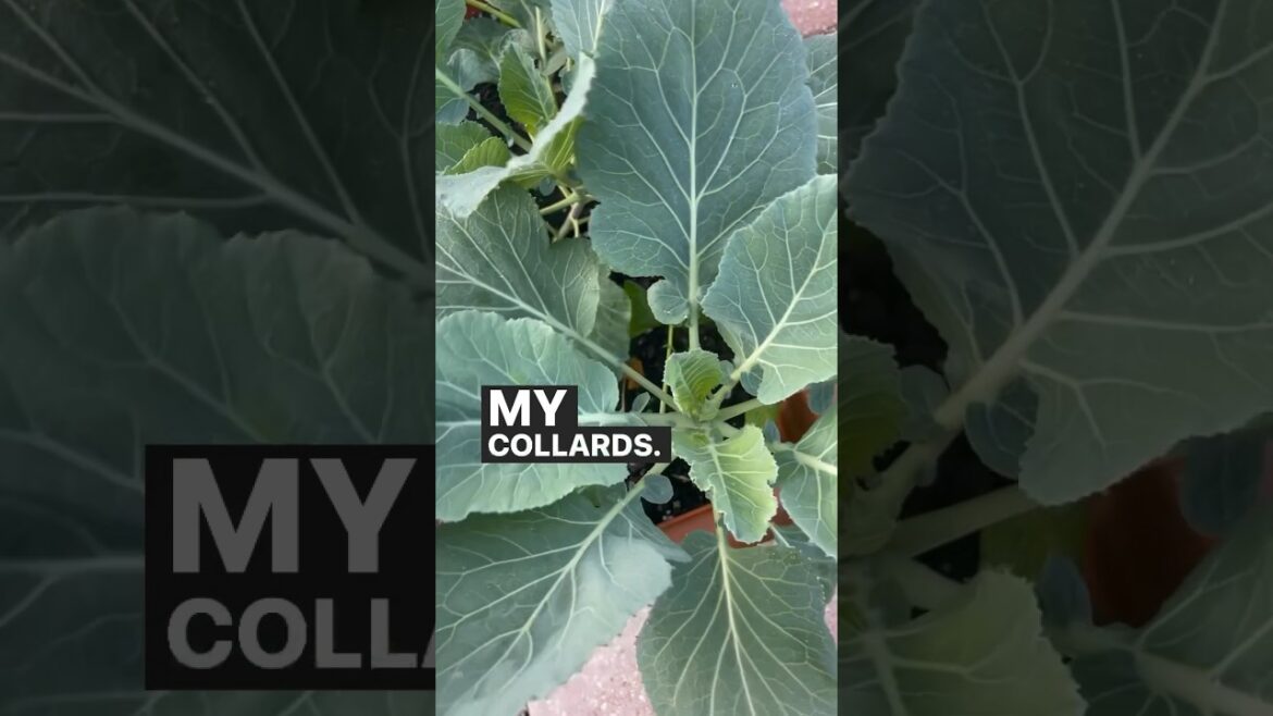 Why people think because you have a small space you can’t be prolific?!