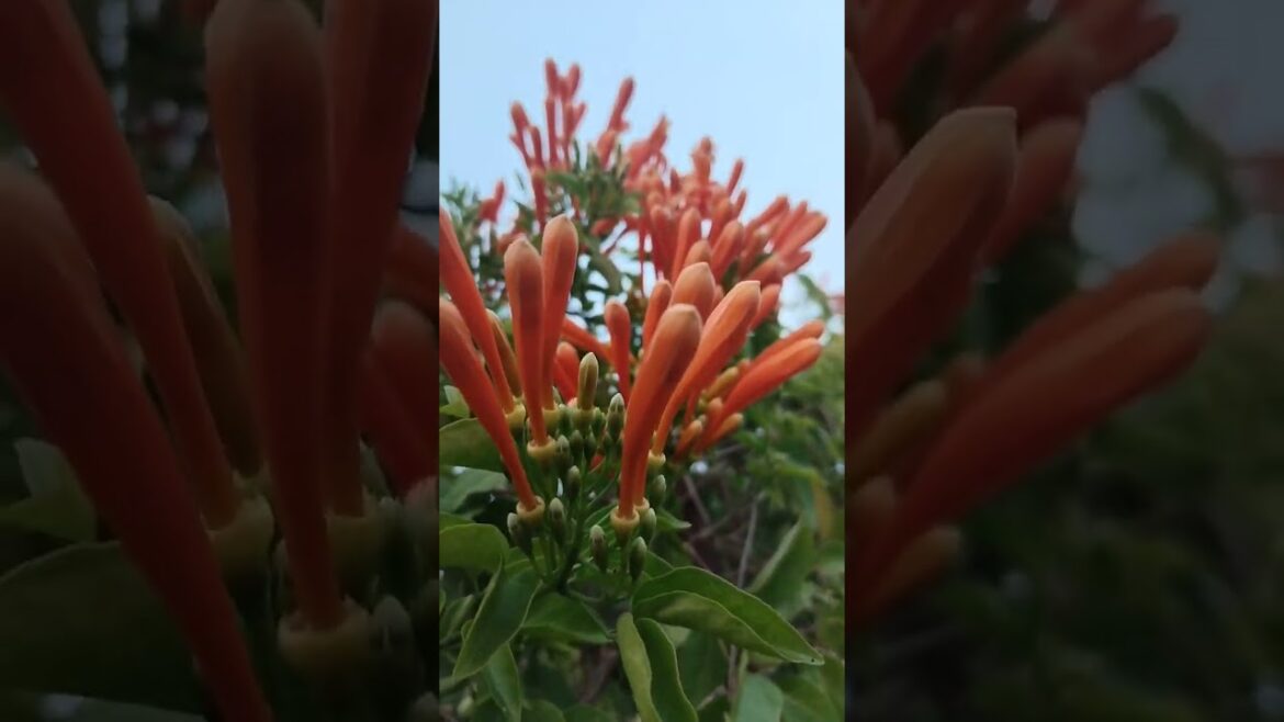 beautiful gardening tips #gardener #penjing #garden #agriculture @Growgreen331