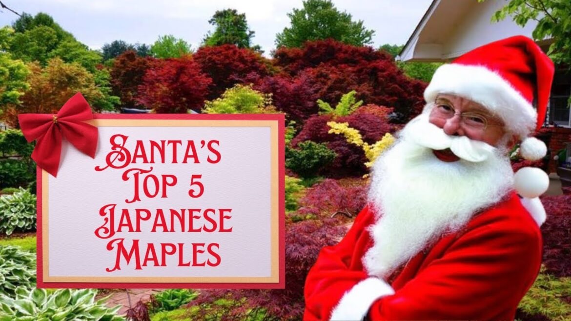 Santa’s Top 5 Japanese Maples Feat. Panda Claus | Top 5 Christmas Special