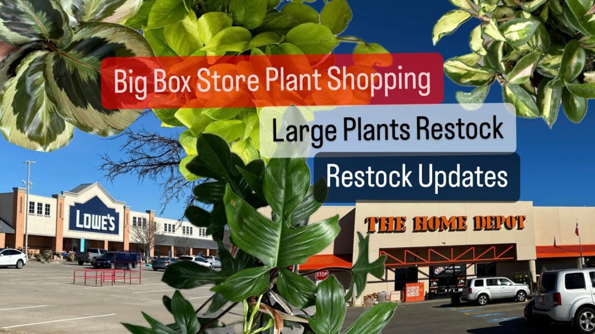 Big Box Store Plant Shopping Home Depot and Lowes Restock Updates 2024 Big Box Store Plant Shopping Home Depot and Lowes Restock Updates 2024